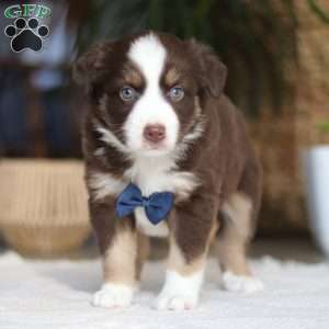 Kicks, Miniature Australian Shepherd Puppy